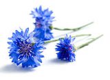 Fleurs de bleuet